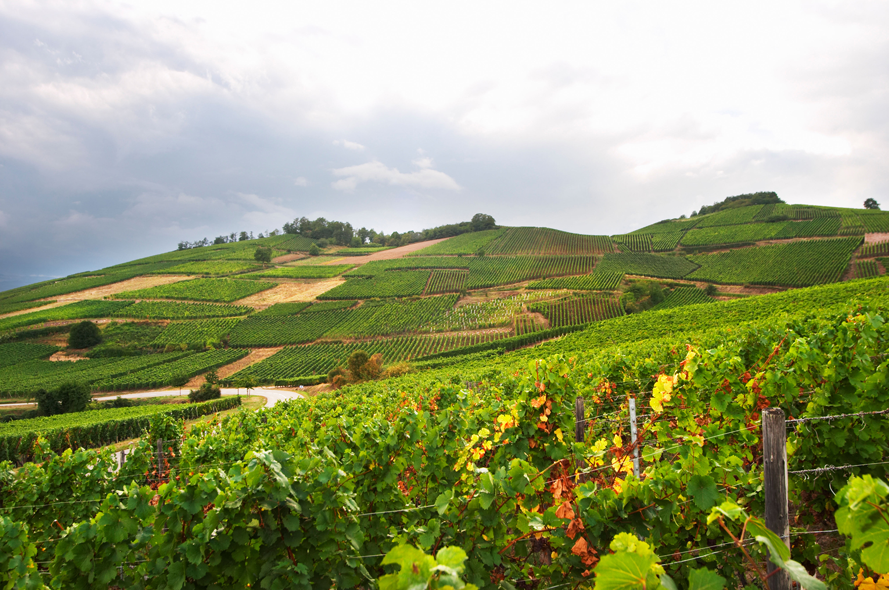 turckhiem alsace nigab vin