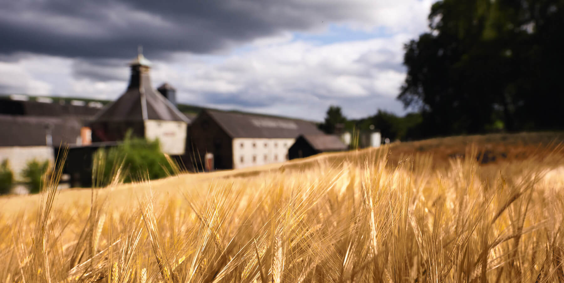 fält med korn utanför balvenie