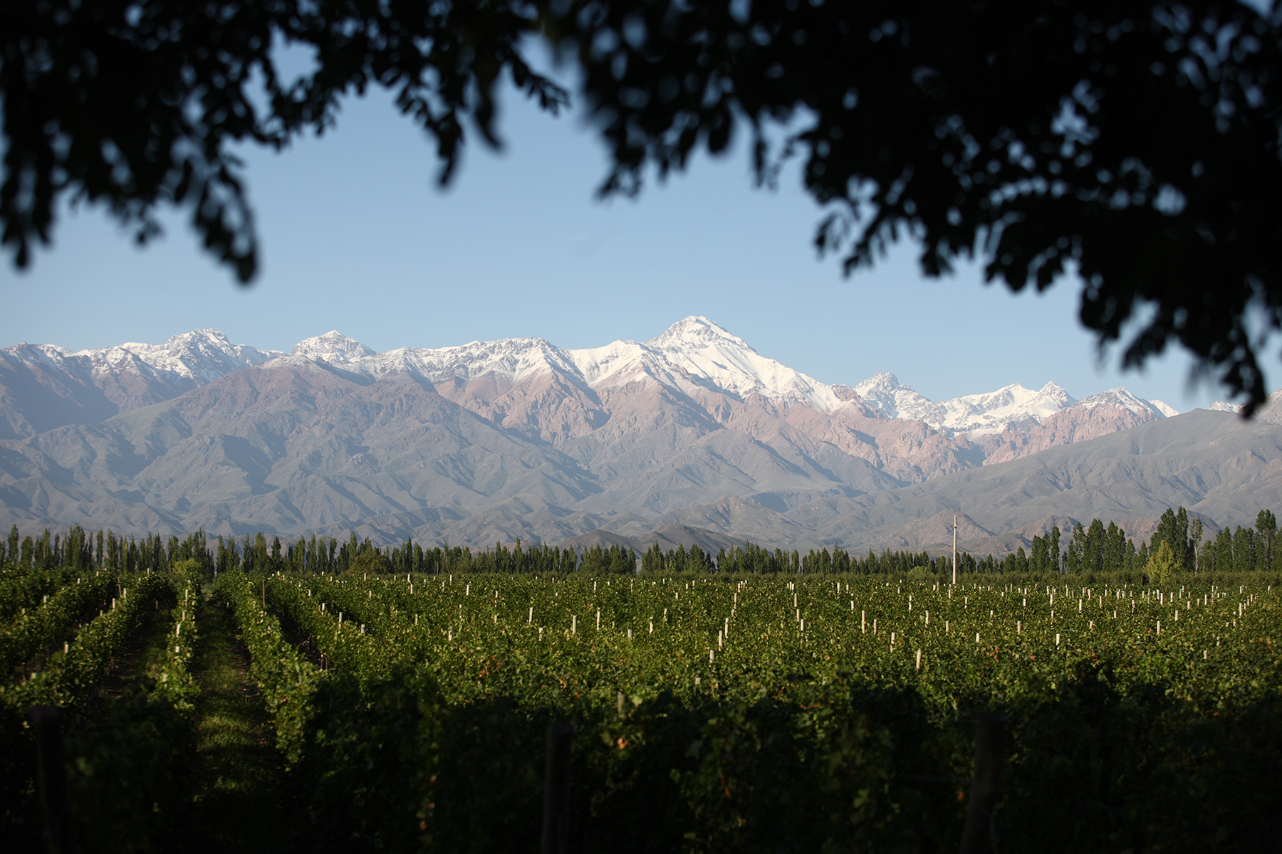 vy över vingårdar i argentina och bodegas salentein