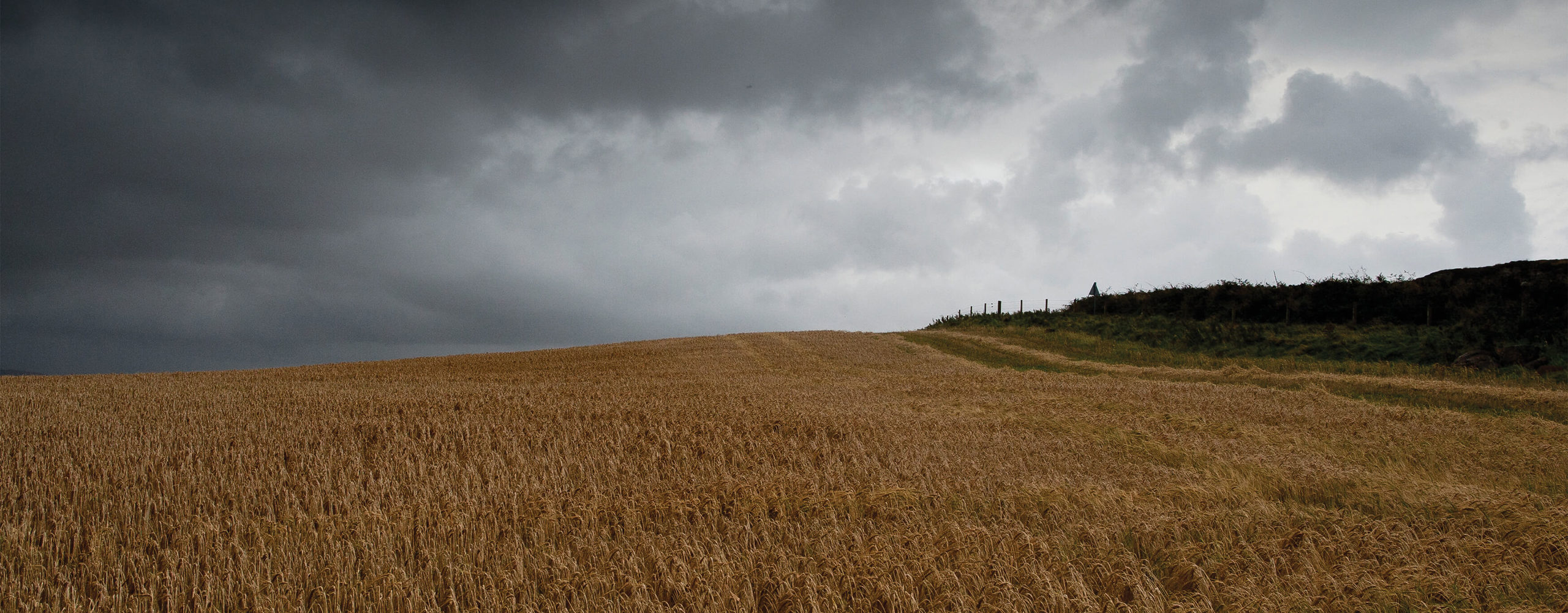 sädesfält för korn i skottland