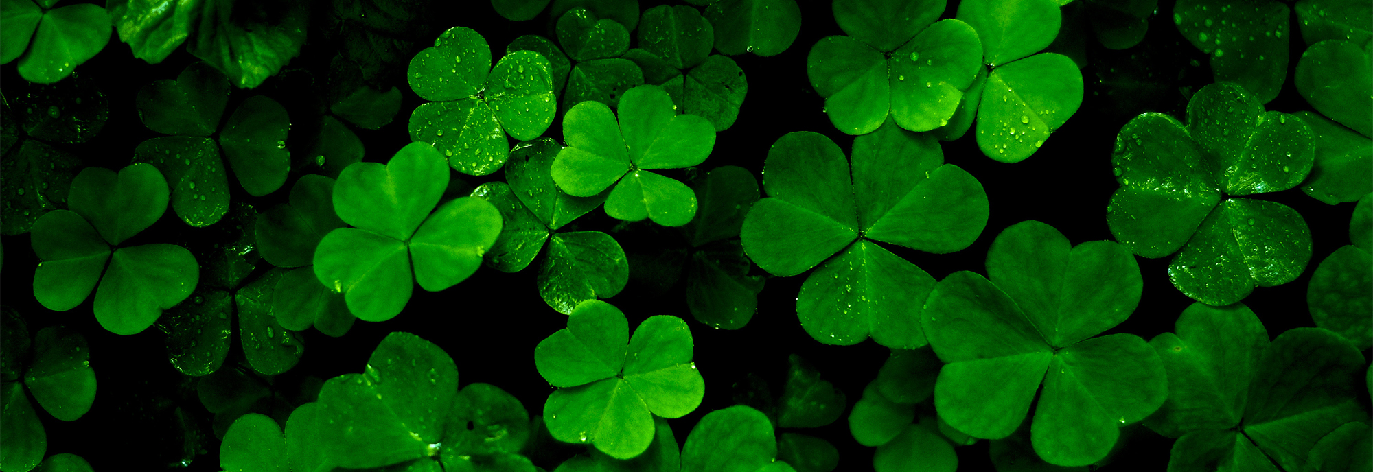 gröna blad fyrklöver