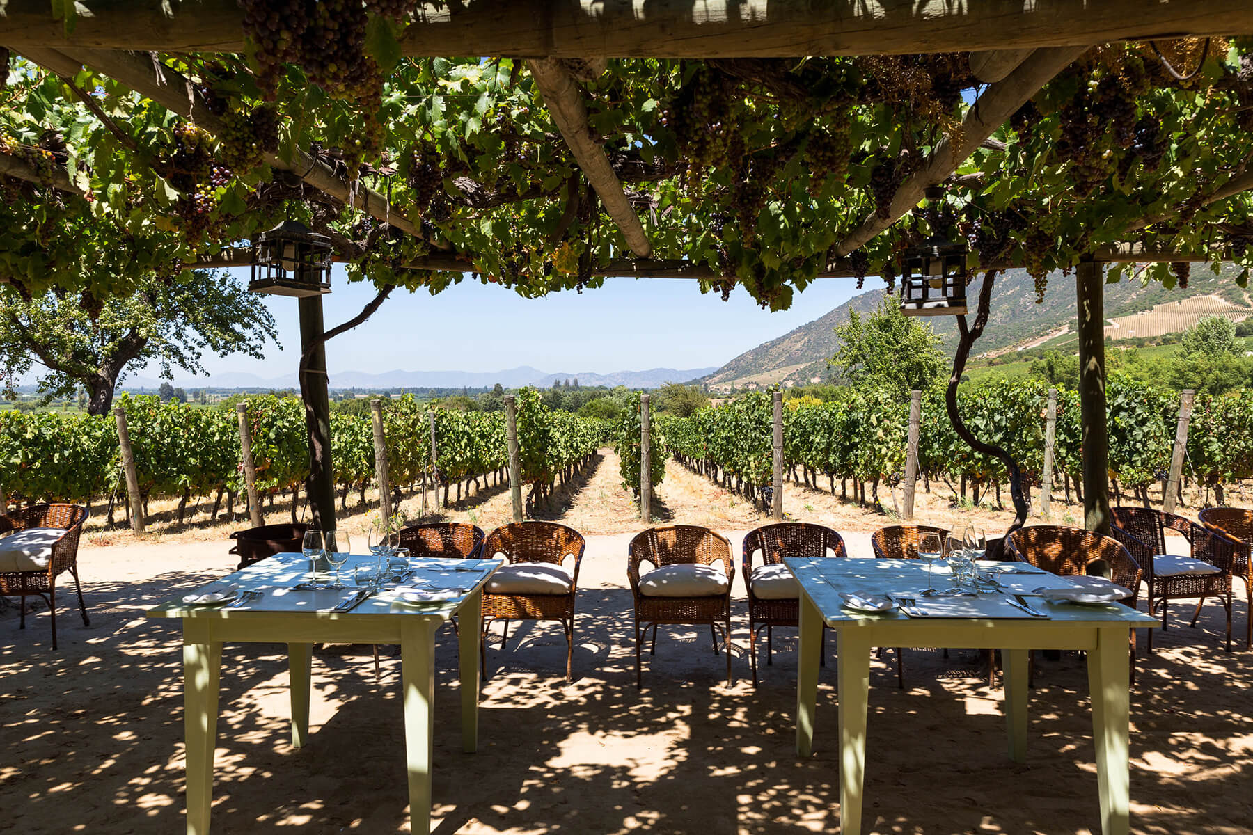 vingård_lunch_pergola