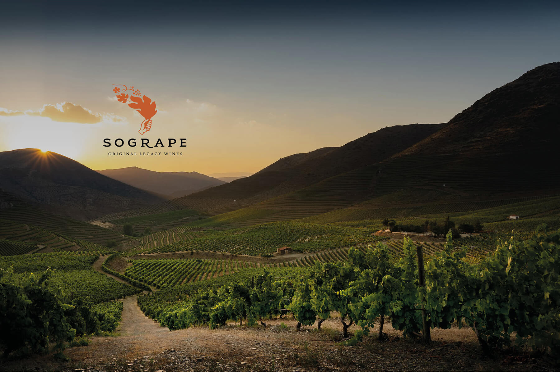 vingård i solnedgång