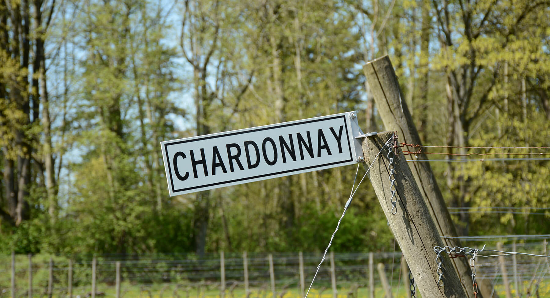 nigab chardonnay druvor