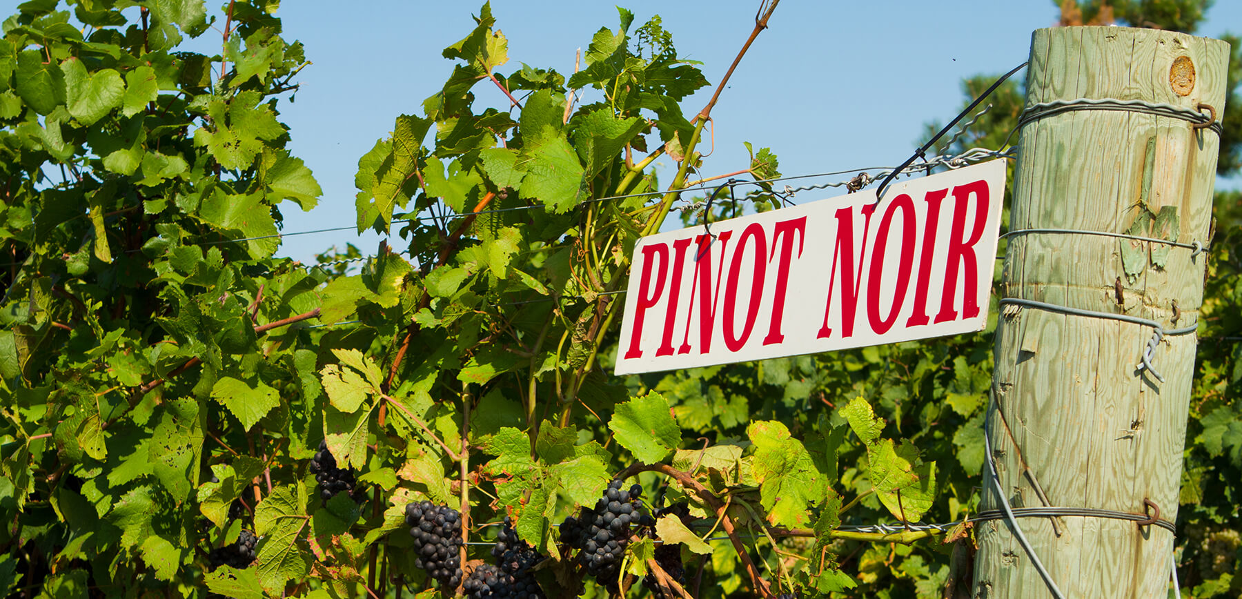 pinot noir druvor nigab