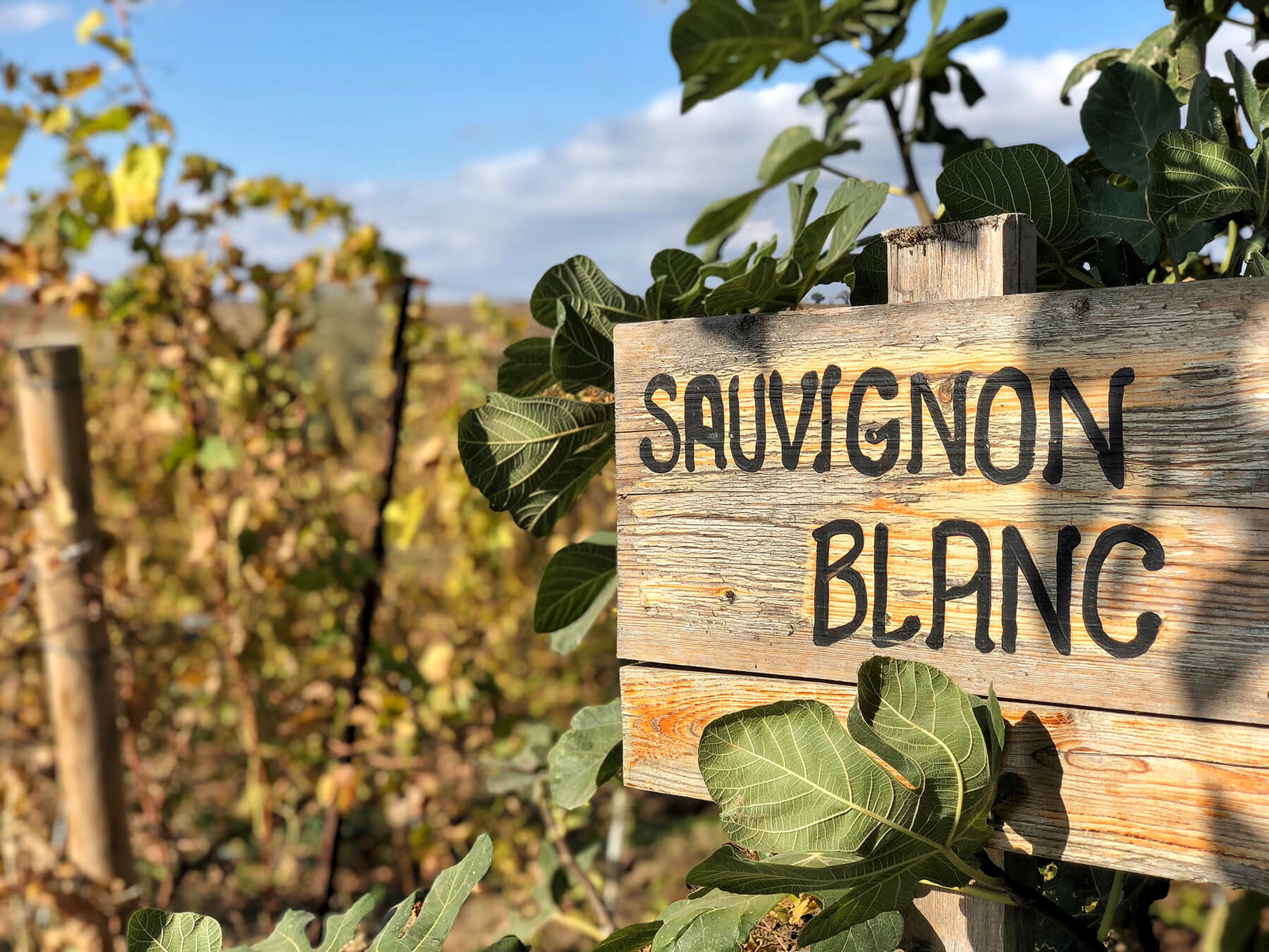 sauvignon blanc vingård vinstock druvor