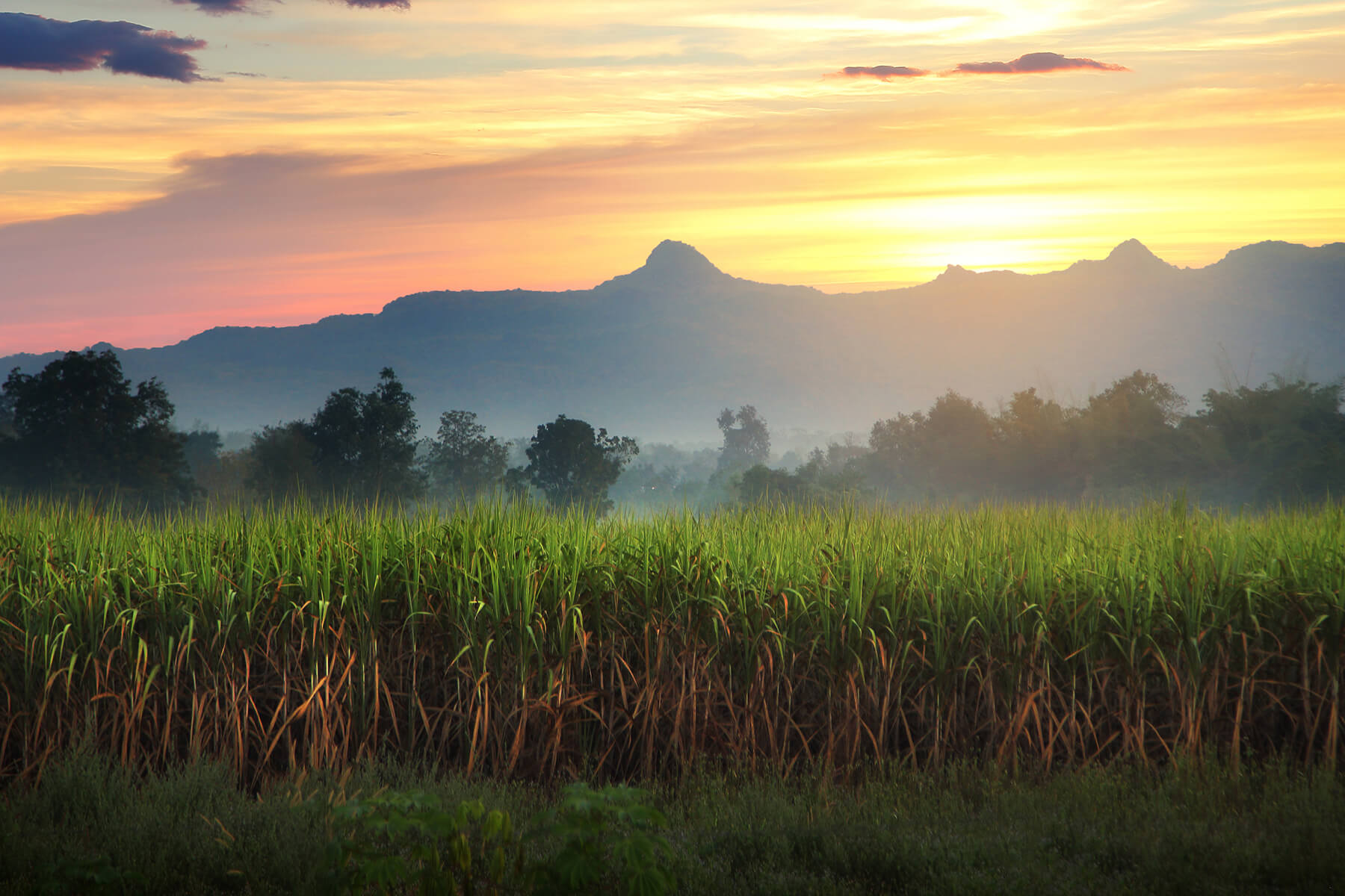 plantage med sockerrörsplantor för rom