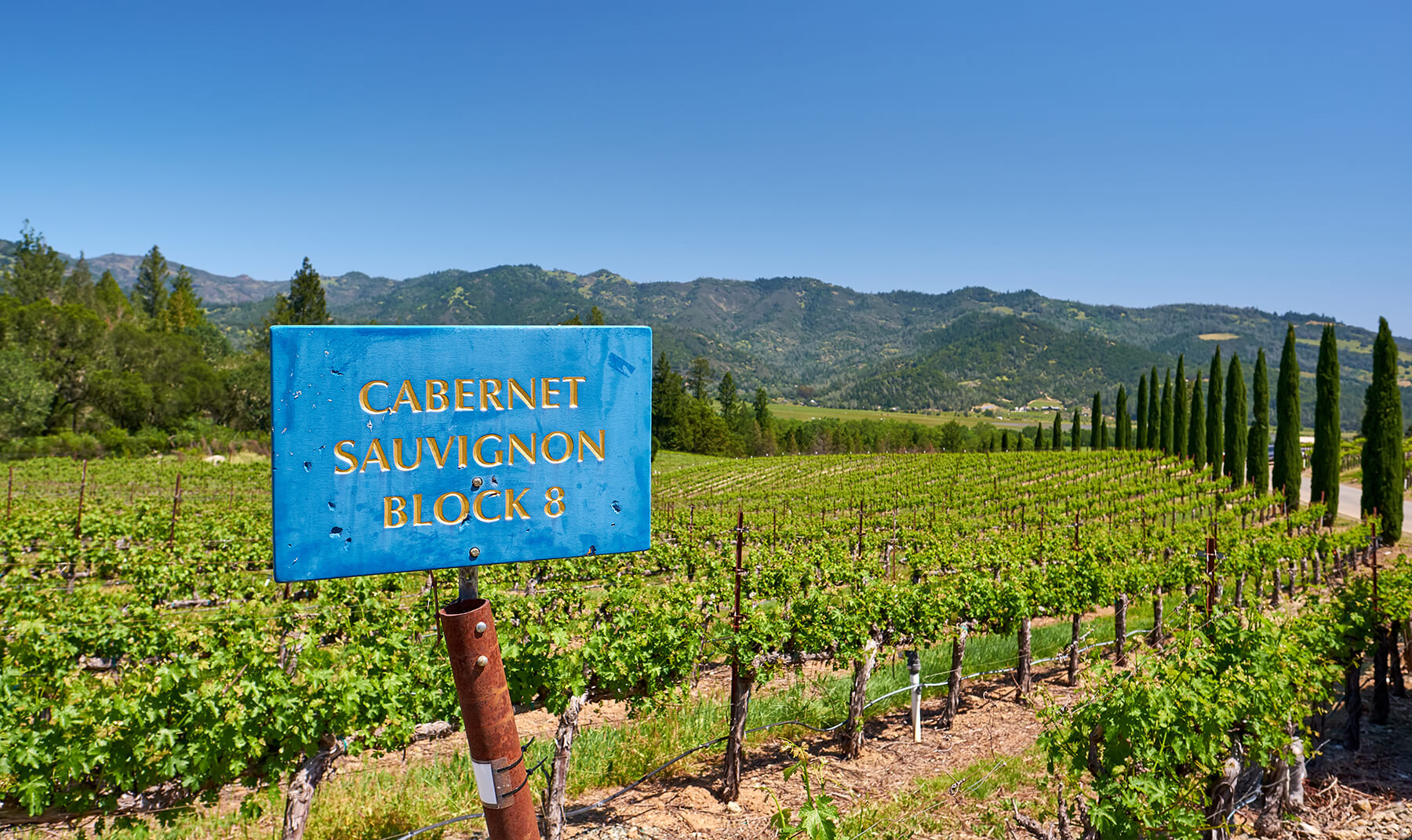 cabernet sauvignon vingård