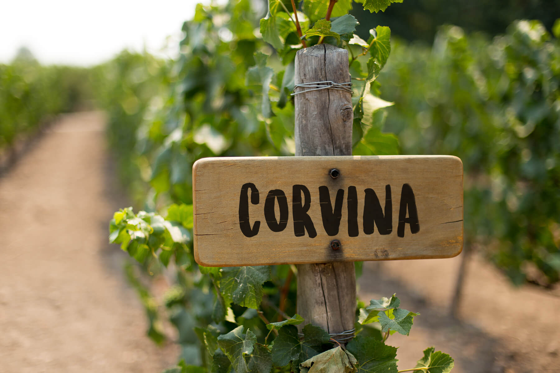 druvstockar i vingård