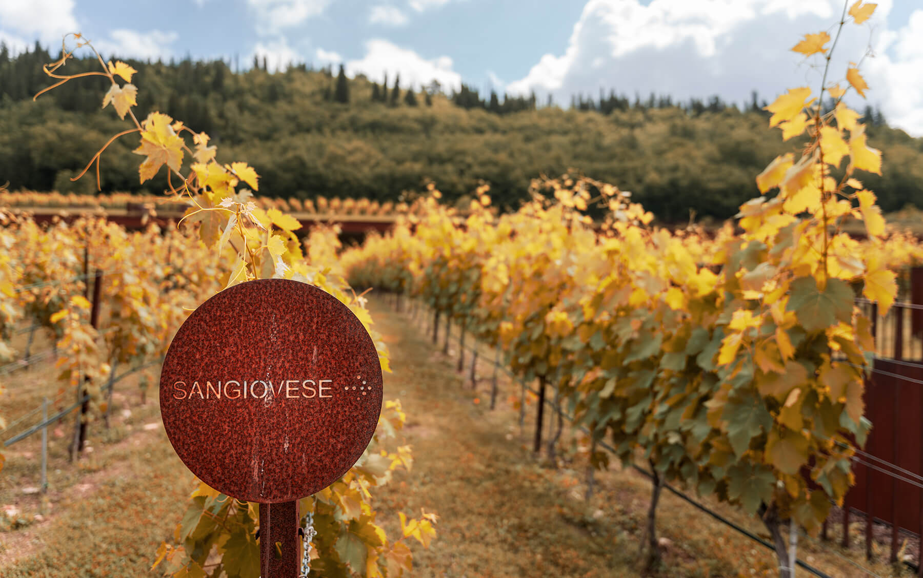 en skylt i en vingård med texten sangiovese