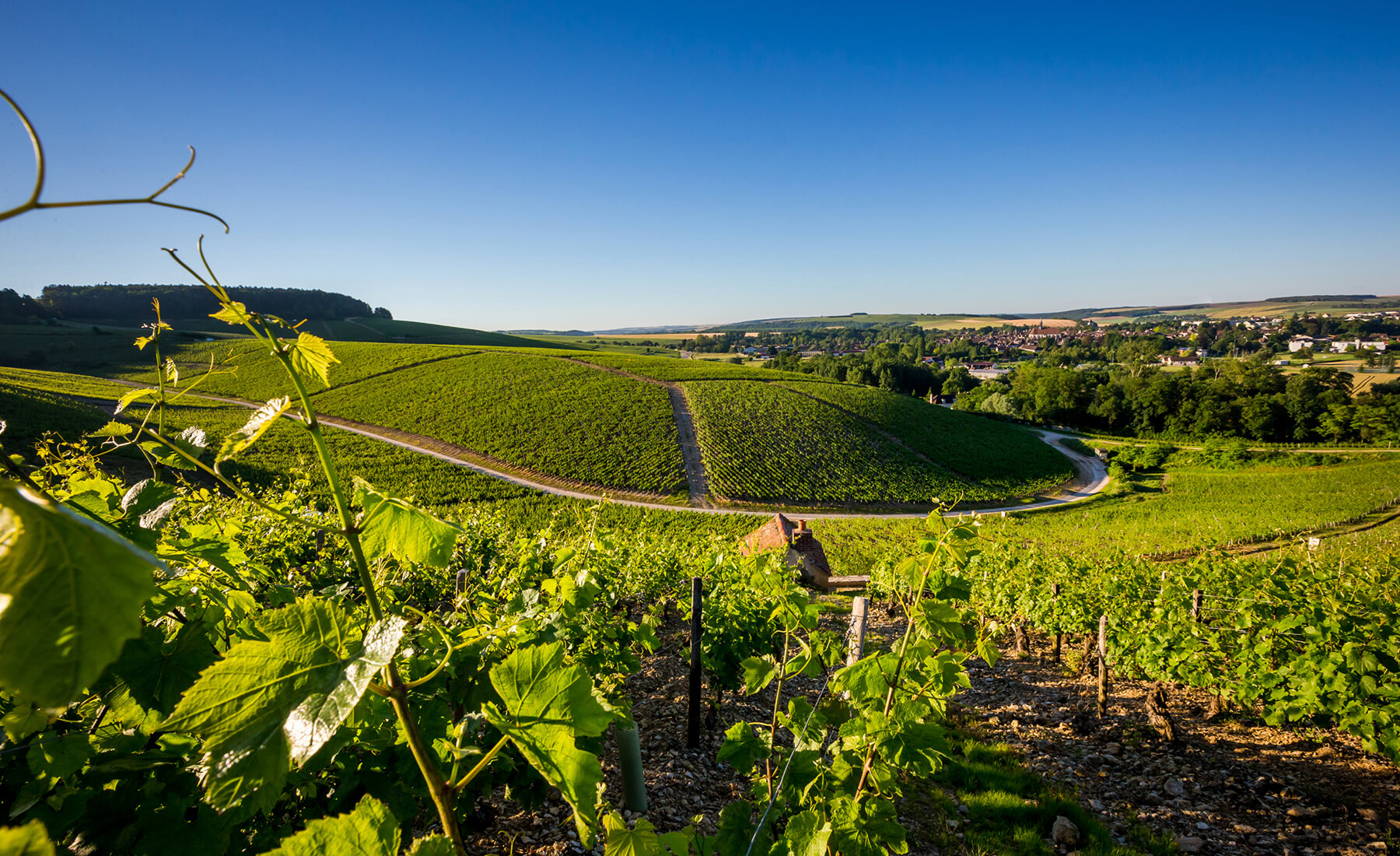 vingård i chablis la moutonne