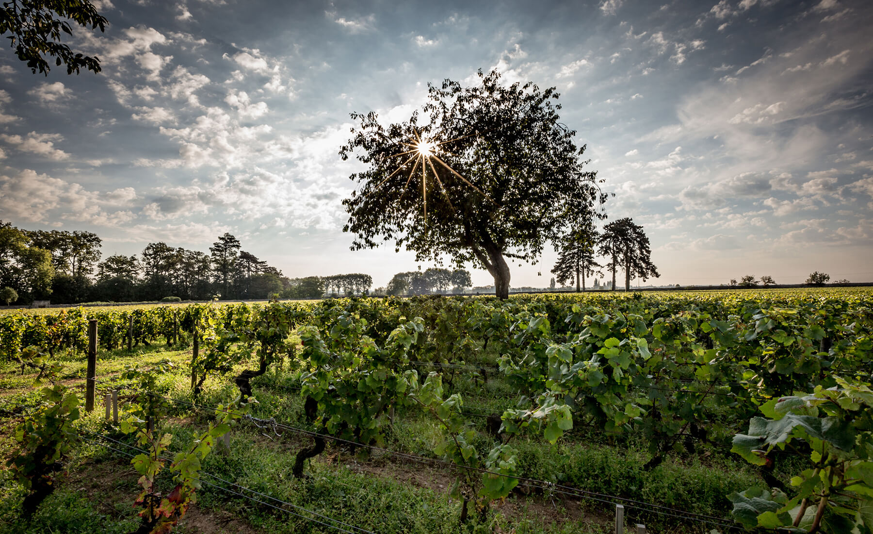 Vingård i Côte d'or i bourgogne frankrikee
