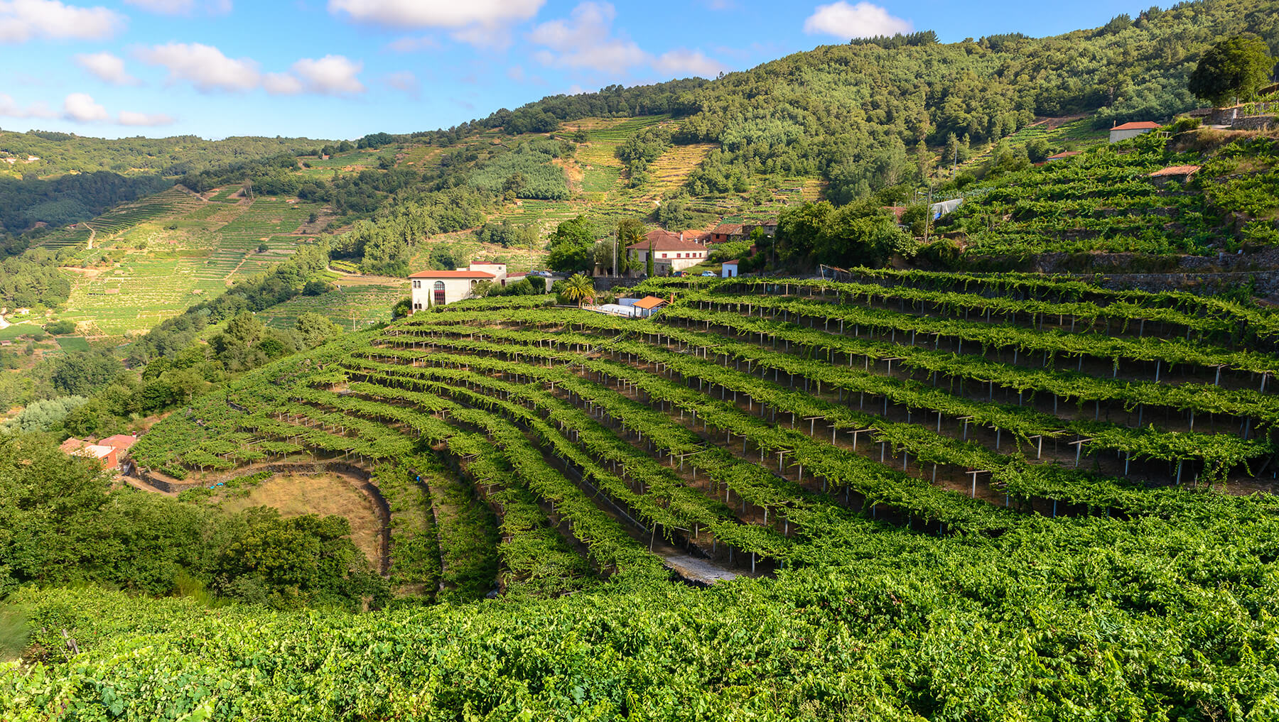 vingård i Galicien och Rias Baixas