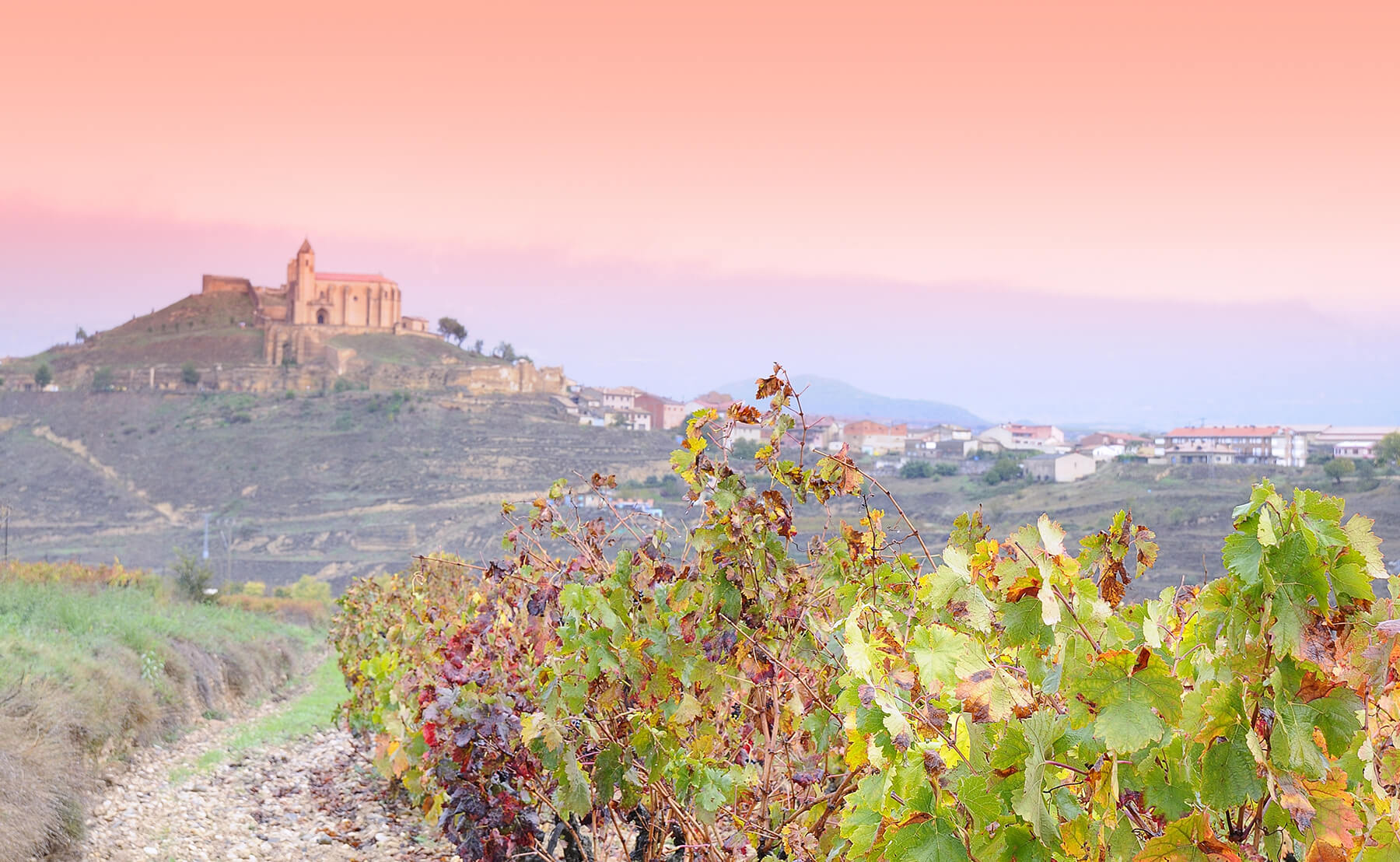 utsikt över vinodlingar i spanien