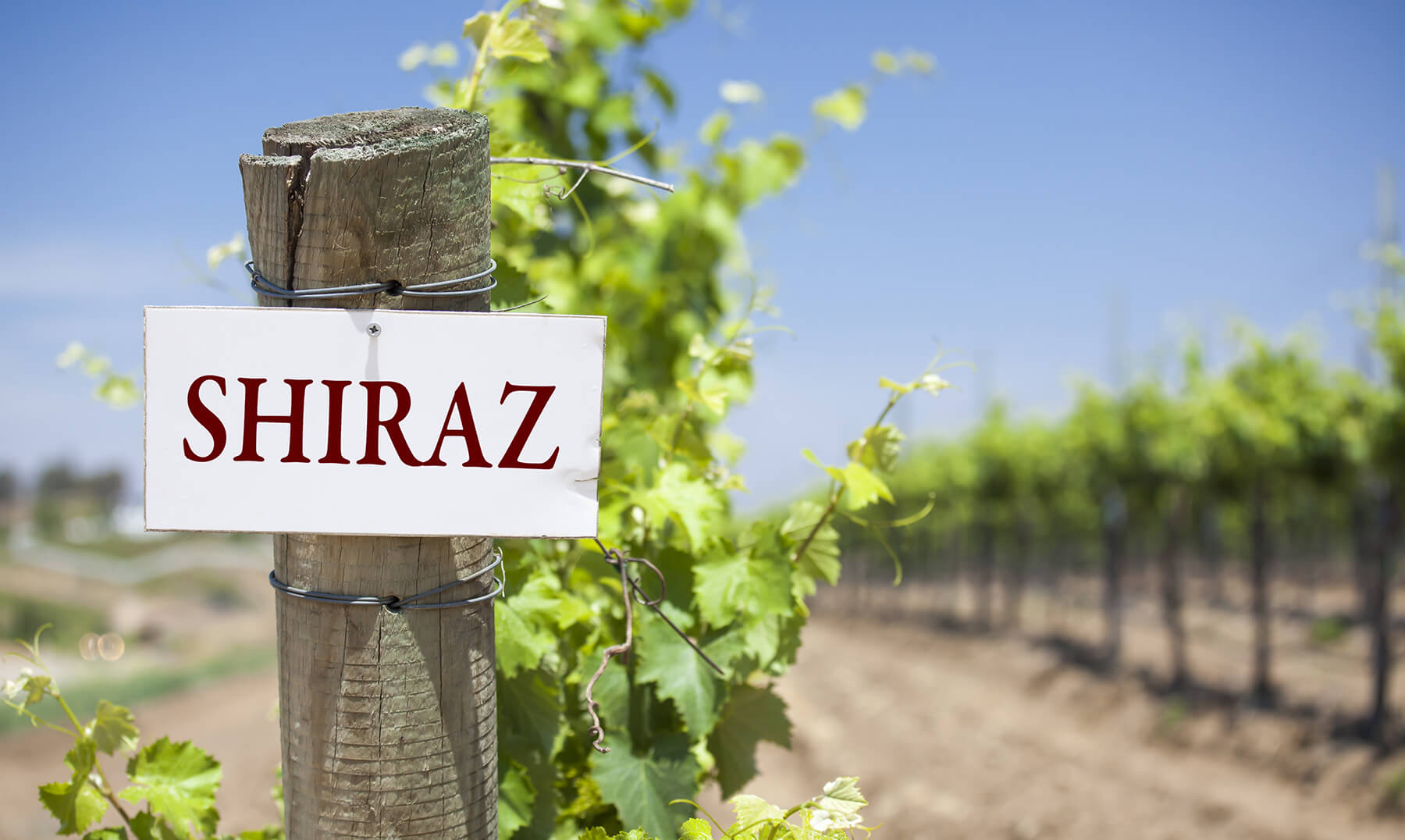 skylt i vingård med texten shiraz