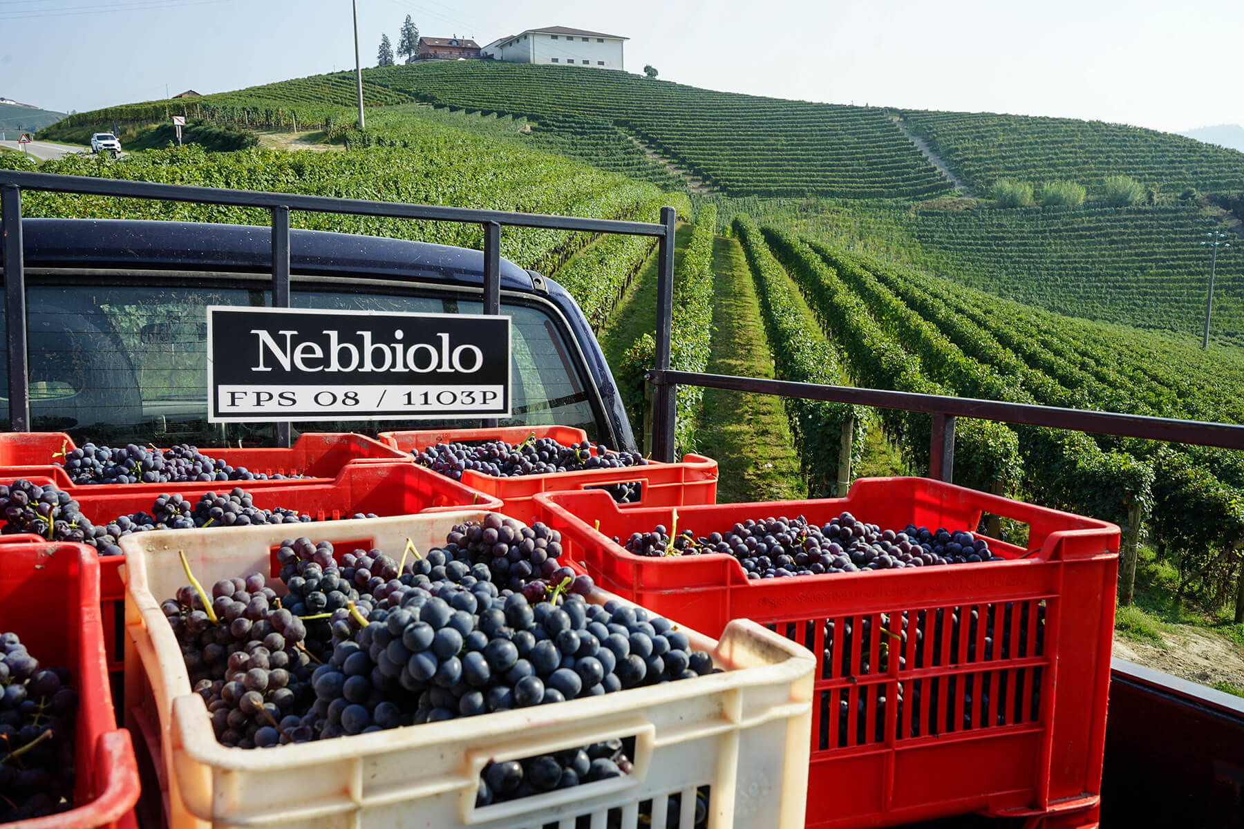 nebbiolo på ett lastbilsflak i Barolo