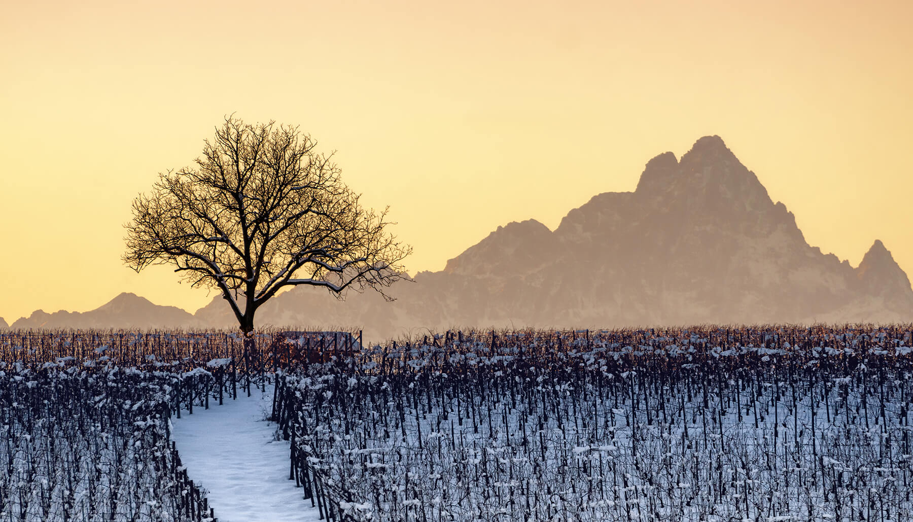 Piemonte-vin - vingård i piemonte med ett träd i vinterlandskap