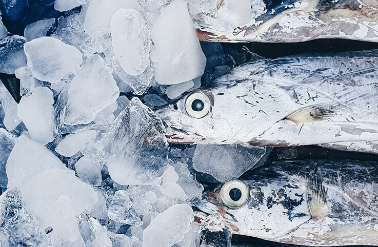 tre fiskar på is