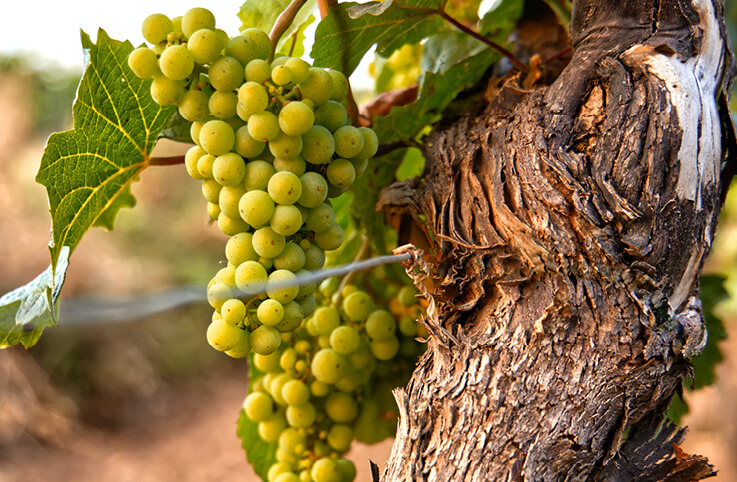 en mycket gammal vinstock