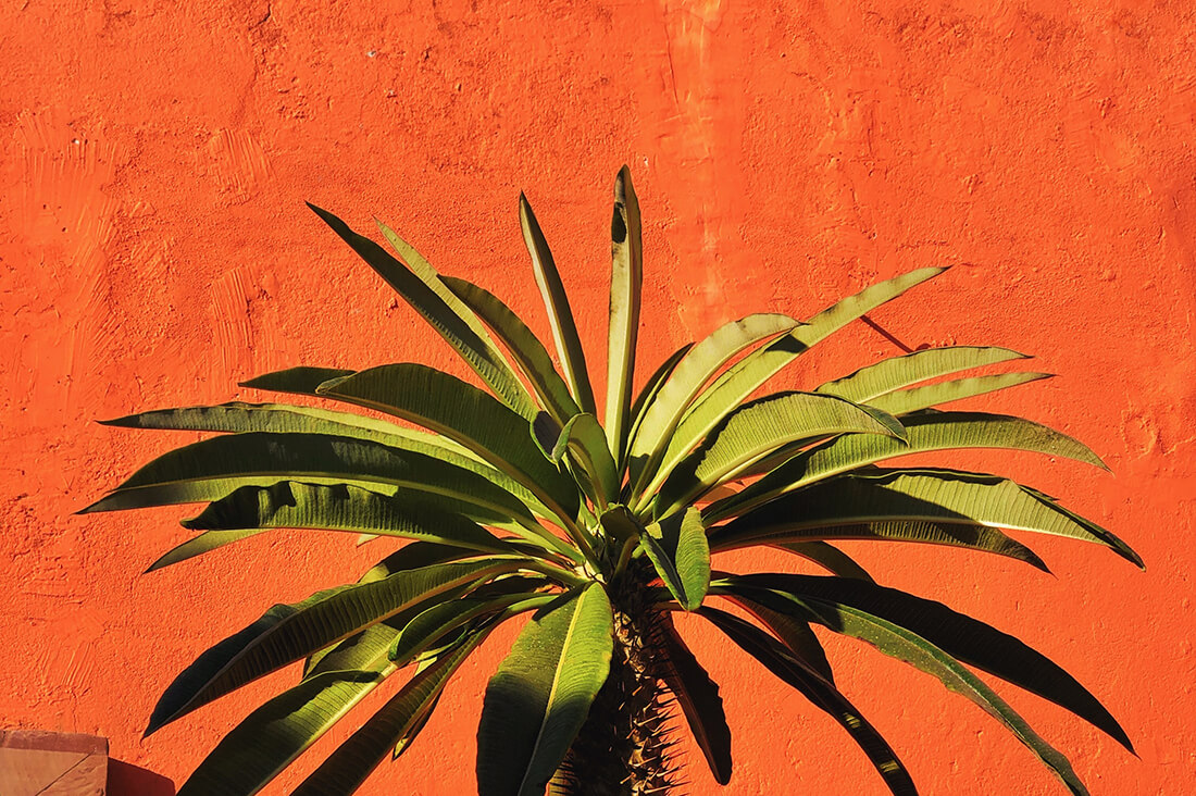 en palm i mexico mot en vägg