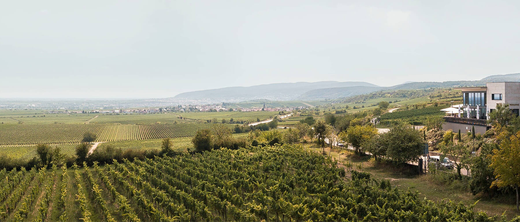 vingård i herxheim am berg