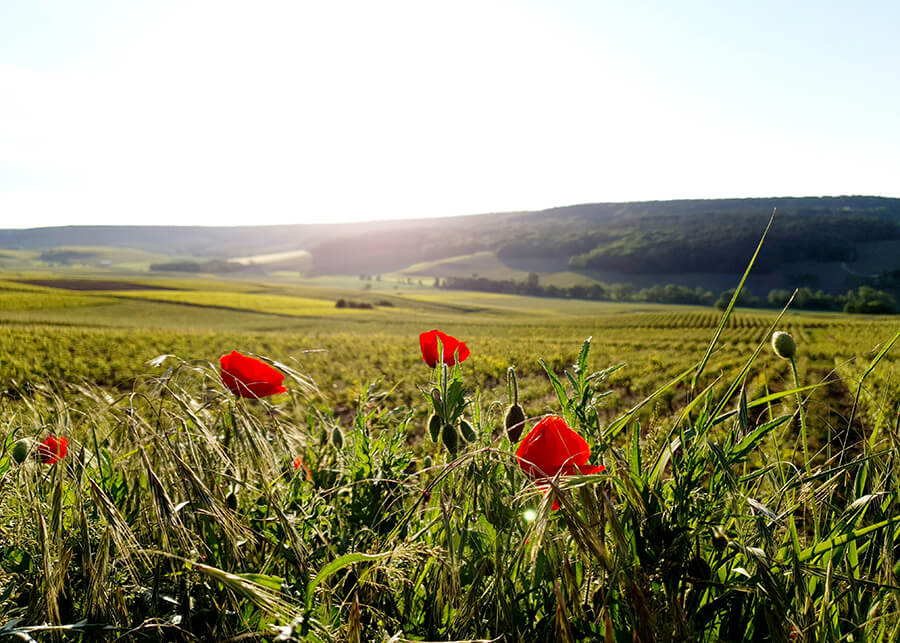 en vingård med blommor