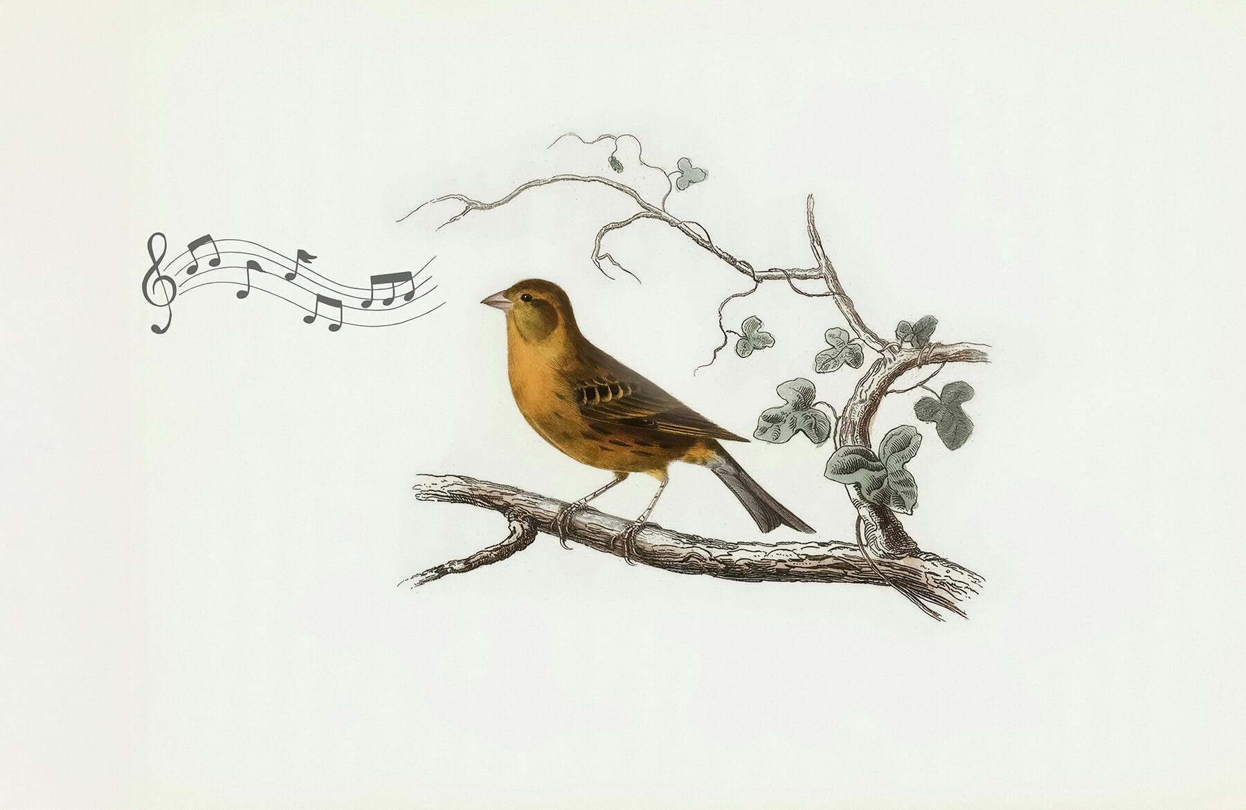 Fågel och snapsvisa illustration med toner